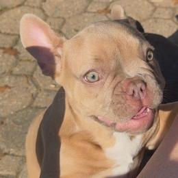 Zoe - Blue fawn female French Bulldog puppy in Chesapeake, Virginia from Pardon My Frenchies