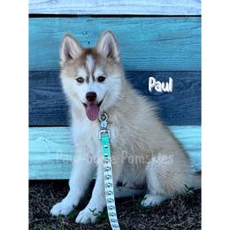Paul - Red and white male Pomsky puppy in Krum, Texas from Paw-Some Pomskies