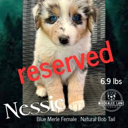 Nessie - Blue merle female Australian Shepherd puppy in Albany, Georgia from Muckalee Lane Aussies