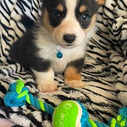 Nate - Black and tan male Pembroke Welsh Corgi puppy in Hesperia, California from Amatskennel - Stubby Tails Ranch