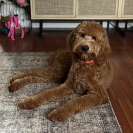 Mavis - Goldendoodle