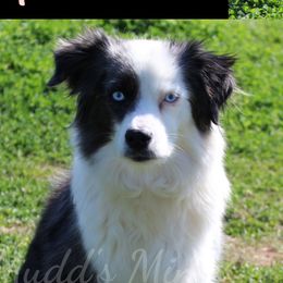 Bluebell - Miniature Australian Shepherd