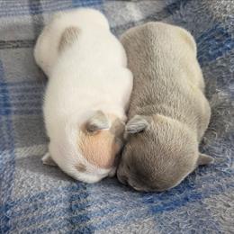 Bowser - White and fawn male French Bulldog puppy in Denver, Colorado from Mecham Family kennels -MechamFrenchies
