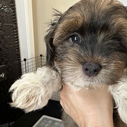 Havanese Puppies from Havanese Loves