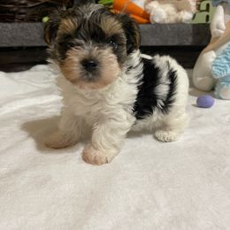 Biewer Terrier Puppies from Southern Star Biewers