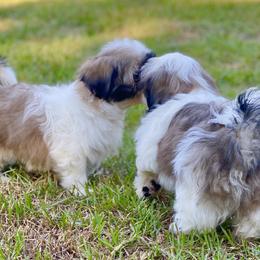 Shih Tzu Puppies from Willow Lane Shih Tzus