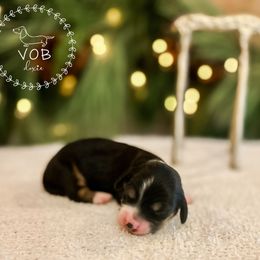 Eggnog - Black and cream female Dachshund puppy in Sioux Rapids, Iowa from VOB Doxie