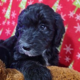 Bart (dark green collar) - Black male Sheepadoodle puppy in Mouth Of Wilson, Virginia from HoneyBunn Doodle Co.