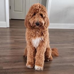 Jasmine - Goldendoodle