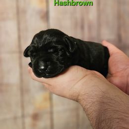 Hashbrown - Black male Labrador Retriever puppy in Louisville, Kentucky from Tsuki Labradors