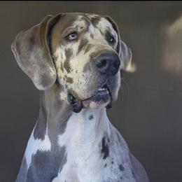 Stella - Great Dane
