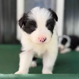 Havoc - Black and white male Border Collie puppy in Kalispell, Montana from North Fork Border Collies