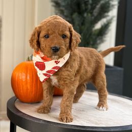 George Straight - Red  male Goldendoodle puppy in Farmington, Utah from Happy Day Doodles