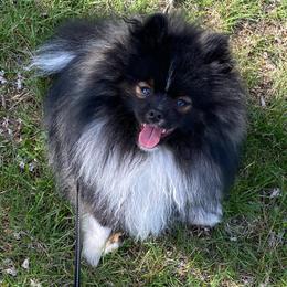 AKC Stud Champion bloodlines: Connor - Tri-colored male Pomeranian puppy in Jefferson City, Missouri from MJ’s Pomeranians