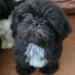 Mr. Pickles (named by my granddaughter) - Black male Shih Tzu puppy in Cartersville, Georgia from 100 Acre Woods Shih Tzu Plantation