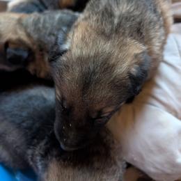 Female 2 - Sable female German Shepherd puppy in Springtown, Texas from Odom's German Shepherds