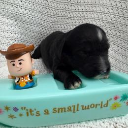 Jessie - Red female Australian Labradoodle puppy in Orange, California from Little Kingdom Doodles