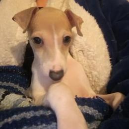 Italian Greyhound Puppies from F&M Italian Greyhounds