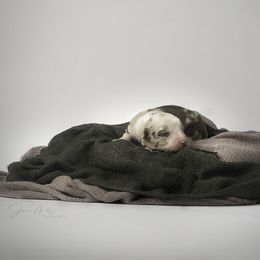 Border Collie Puppies from Air Capital Border Collies