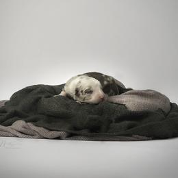 Border Collie Puppies from Air Capital Border Collies