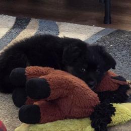 Jabba the Hut - Black tri male Miniature American Shepherd puppy in Vancouver, Washington from BonDrew's Miniature American Shepherds
