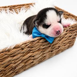 Zeke - Black and white male Siberian Husky puppy in Elmwood Park, Illinois from HuskiesWithFinesse