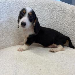 Boy 2 - Piebald male Dachshund puppy in Spokane, Washington from Dearhaven Doxie