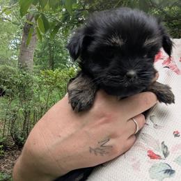 Fallon - Black and tan brindle male Havanese puppy in Zanesville, Ohio from Charlotte Landry
