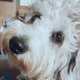 Shiloh - Goldendoodle