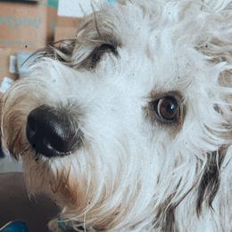 Shiloh - Goldendoodle