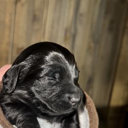 Dachshund Puppies from BellBottoms Dachshunds