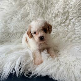 Skye - Parti female Poodle puppy in Kissimmee, Florida from Poodles Are Mixy