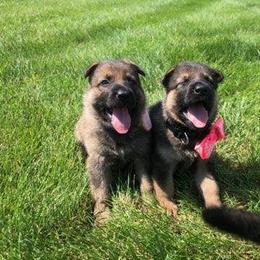 German Shepherd Puppies from My Bodyguard German Shepherd Dogs