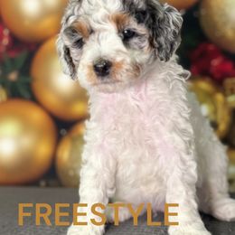 Freestyle - Parti female Goldendoodle puppy in Vacaville, California from Dillon Doodles