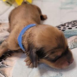 Apollo - Sable male Dachshund puppy in Terlton, Oklahoma from CLARK'S BREEDING PROGRAM