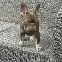 French Bulldog Puppies from Yellowstone Frenchies
