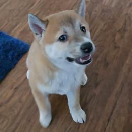 AKC Jinglebell - Red female Shiba Inu puppy in Jensen Beach, Florida from ScrapiShibas