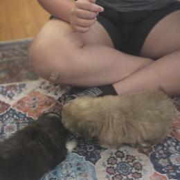Girl 1 - Chocolate female Shih Tzu puppy in Roanoke, Virginia from Adeline Joys Shih tzus of Roanoke Virginia