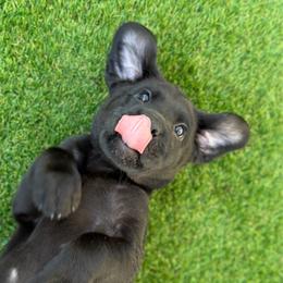 Green Collar - Black male Labrador Retriever puppy in Sherrard, Illinois from Gochee Labs
