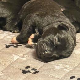 Boy 5 - Black male Cane Corso puppy in Scott County, Tennessee from Nuovo Inizi Kennels