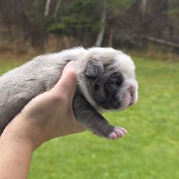 Ana - Fawn and white female French Bulldog puppy in Columbia Falls, Montana from Glacier French Bulldogs of Montana