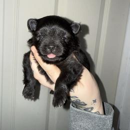 Lady - Black and tan female Pomeranian puppy in Lanett, Alabama from H.P.P