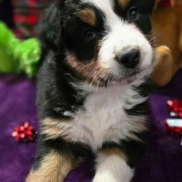 Hollywood - Black tri-color female Australian Shepherd puppy in Smithfield, Utah from Invictus Farms
