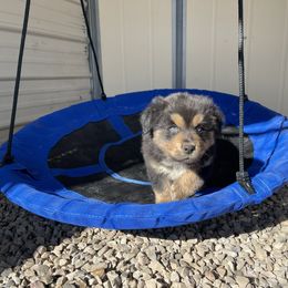 Australian Shepherd, Miniature American Shepherd, and Miniature Australian Shepherd Puppies from Painted Blue Aussies