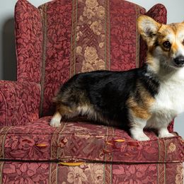 Molly - Pembroke Welsh Corgi