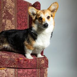 Molly - Pembroke Welsh Corgi