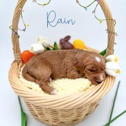 Rain - Red  male Goldendoodle puppy in Wooster, Ohio from Cynology Doodles