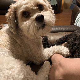 Cavapoo and Poodle All Grown Up from Happy Tails Poods and Doods