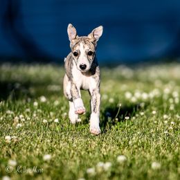 Whippet Puppies from Winstar Whippets