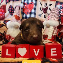 Belle - Isabella female German Shepherd puppy in Los Lunas, New Mexico from Mali's German Shepherds LLC
